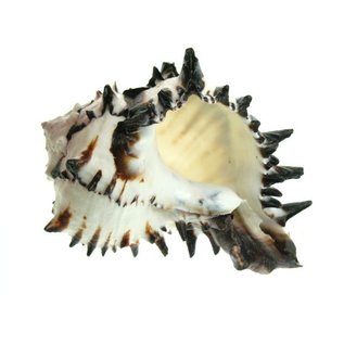 SEAURCO MUREX BLACK No5 (RADIX)