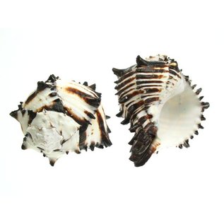 SEAURCO MUREX BLACK No5 (RADIX)