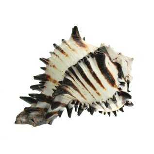 SEAURCO MUREX BLACK No5 (RADIX)