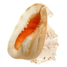 SEAURCO Queen's Helmet 24cm