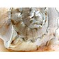 SEAURCO Queen's Helmet 24cm