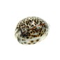 SEAURCO Small Tiger Cowries 4cm