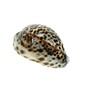 SEAURCO Small Tiger Cowries 4cm