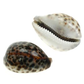 SEAURCO Small Tiger Cowries 4cm