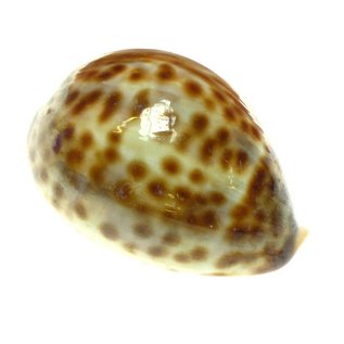 SEAURCO Thin Baby Tiger Cowries 4cm