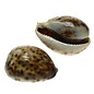 SEAURCO Thin Baby Tiger Cowries 4cm