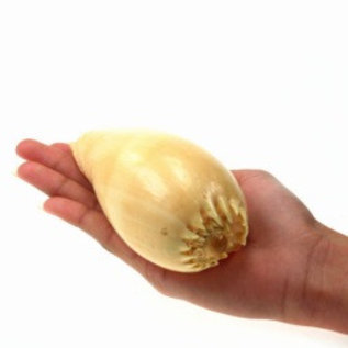 SEAURCO Diadema Melon 10cm