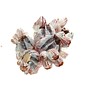 SEAURCO Medium Barnacles 13-17cm Class 1