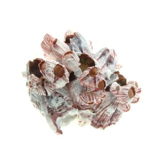 SEAURCO Medium Barnacles 13-17cm Class 1