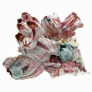 SEAURCO Small Barnacles 7-12cm Class 1