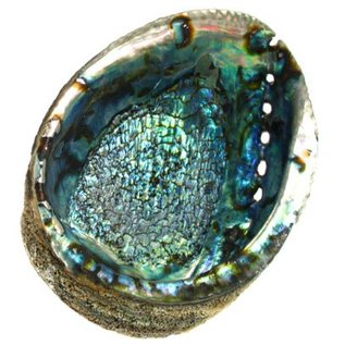 SEAURCO Blue Abalone 17cm