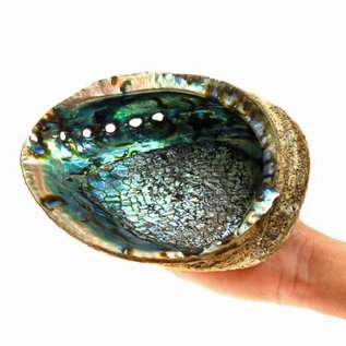 SEAURCO Blue Abalone 17cm