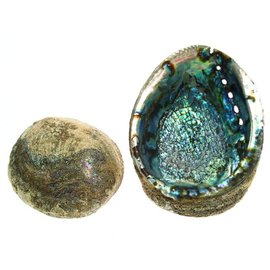 SEAURCO Blue Abalone 17cm