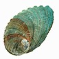 SEAURCO Blue Abalone 15cm