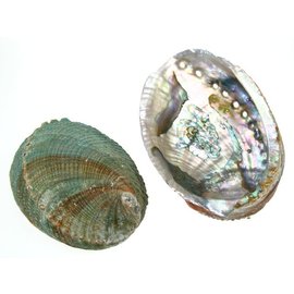 SEAURCO Blue Abalone 15cm