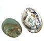 SEAURCO Blue Abalone 15cm