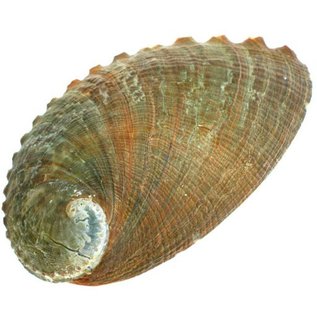 SEAURCO Blue Abalone 13cm