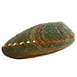 SEAURCO Blue Abalone 13cm