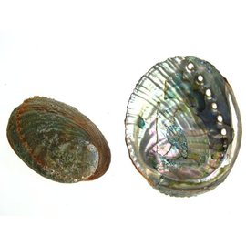 SEAURCO Blue Abalone 13cm