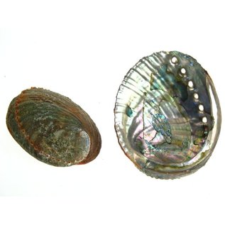 SEAURCO Blue Abalone 13cm