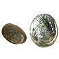 SEAURCO Blue Abalone 13cm