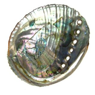 SEAURCO Blue Abalone 13cm