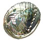SEAURCO Blue Abalone 13cm