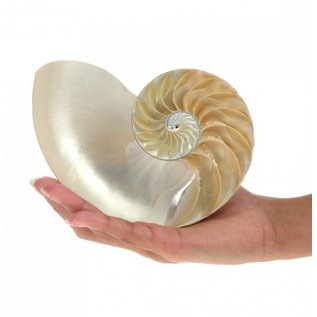 SEAURCO Nautilus Chambered Sidecut.