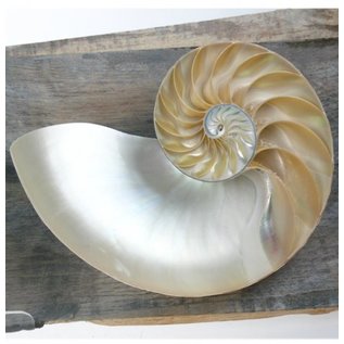 SEAURCO Nautilus Chambered Sidecut.