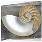 SEAURCO Nautilus Chambered Sidecut.