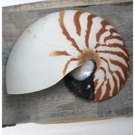 SEAURCO Nautilus Chambered Sidecut.