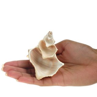 SEAURCO Foxhead Sliced.