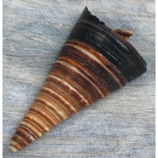 SEAURCO Cut Telescopium.