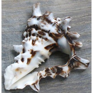 SEAURCO Cut Vasum Ceramicum.