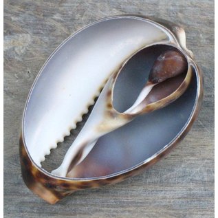 SEAURCO Cowries Tiger Cut