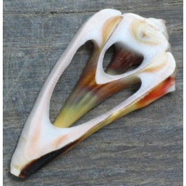 SEAURCO Conch Bloodmouth Sliced.  PCS