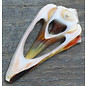 SEAURCO Conch Bloodmouth Sliced.  PCS