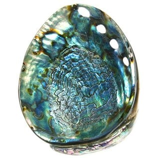 SEAURCO Polished Blue Abalone 14-16cm