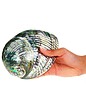 SEAURCO Polished Blue Abalone 14-16cm