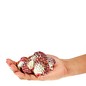 SEAURCO Polished Pecton Phaileum 4cm
