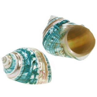 SEAURCO Polished Jade Turbo with Mother of Pearl Stripe 6cm