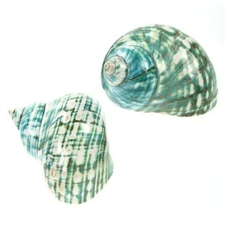 SEAURCO Polished Jade Turbo 9cm
