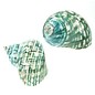 SEAURCO Polished Jade Turbo 9cm