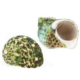 Polished Green Turbo 4cm