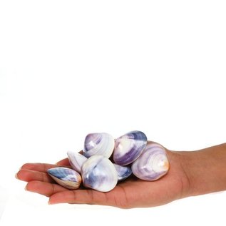 SEAURCO Polished Violet Mussel 2-3cm