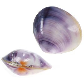 SEAURCO Polished Violet Mussel 2-3cm