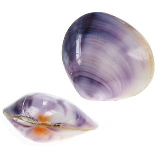 SEAURCO Polished Violet Mussel 2-3cm