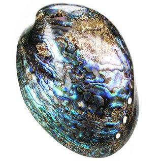 SEAURCO Polished Paua Shell 12cm