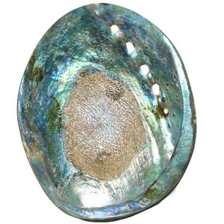 SEAURCO Polished Paua Shell 12cm