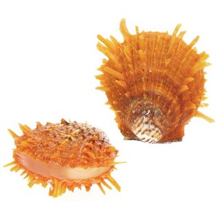 SEAURCO Orange Spondylus